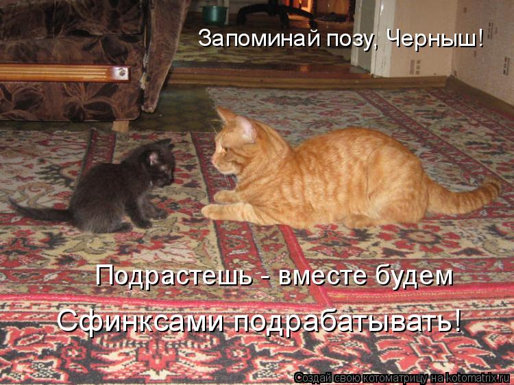 Котоматрица: Запоминай позу, Черныш! Подрастешь - вместе будем  Сфинксами подрабатывать!