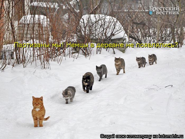Котоматрица: Партизаны мы! Немцы в деревне не появлялись?