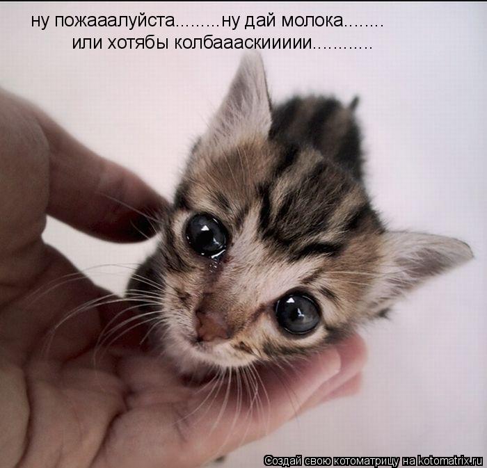 Котоматрица: ну пожааалуйста.........ну дай молока........ или хотябы колбаааскиииии............
