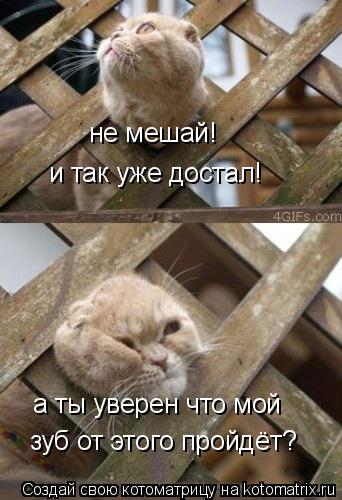 Котоматрица: а ты уверен что мой зуб от этого пройдёт? и так уже достал! не мешай!