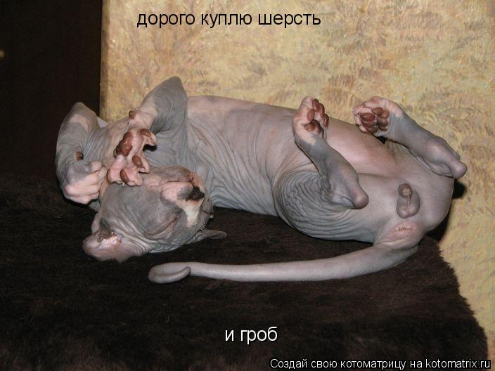 Котоматрица: дорого куплю шерсть и гроб