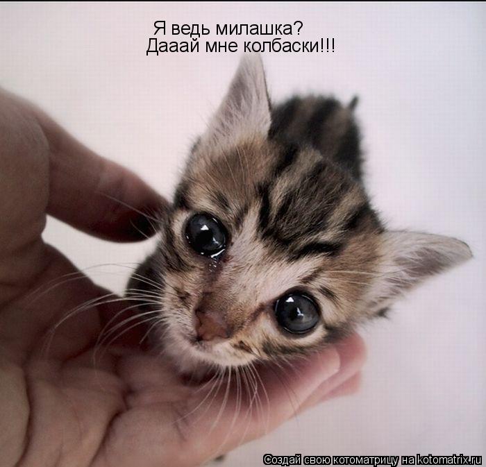 Котоматрица: Я ведь милашка? Дааай мне колбаски!!!