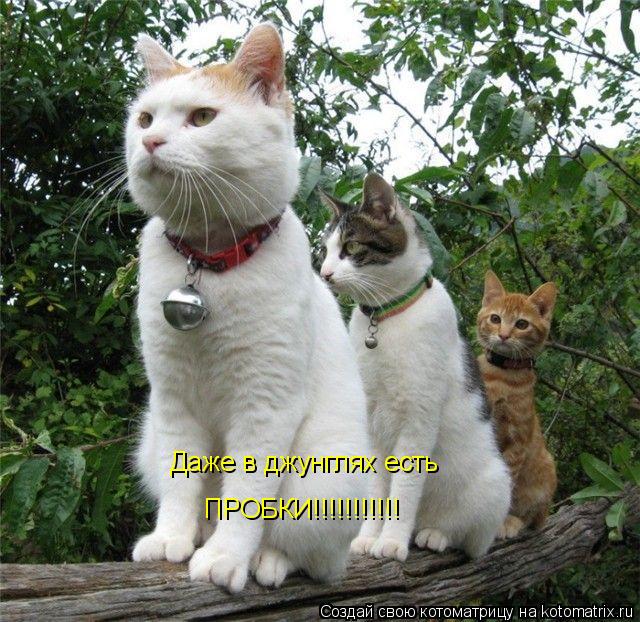 Котоматрица: Даже в джунглях есть ПРОБКИ!!!!!!!!!!!