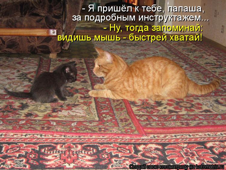 - Я пришёл к тебе, папаша, за подробным инструктажем... - Ну, тогда запоминай: видишь мышь - быстрей ... Котоматрица: - Я пришёл к тебе, папаша, за подробным инструктажем... - Ну, тогда запоминай: видишь мышь - быстрей хватай!