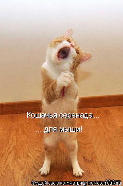 Котоматрица: Кошачья серенада для мыши! ... ...