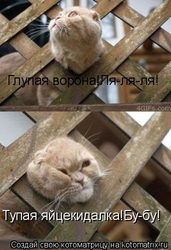 Котоматрица: Глупая ворона!Ля-ля-ля! Тупая яйцекидалка!Бу-бу!