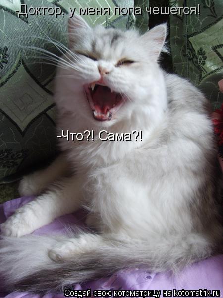 Котоматрица: -Доктор, у меня попа чешется! -Что?! Сама?!
