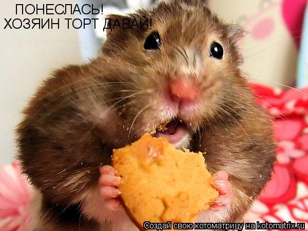 Котоматрица: ПОНЕСЛАСЬ! ХОЗЯИН ТОРТ ДАВАЙ!
