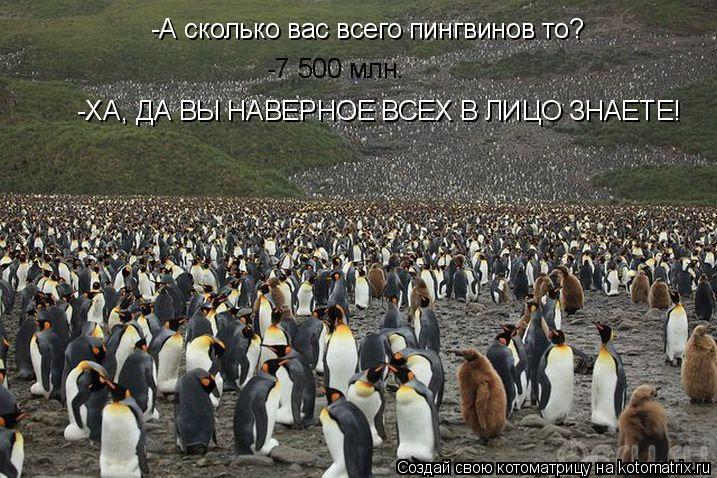 Котоматрица: -А сколько вас всего пингвинов то? -7 500 млн. -ХА, ДА ВЫ НАВЕРНОЕ ВСЕХ В ЛИЦО ЗНАЕТЕ!