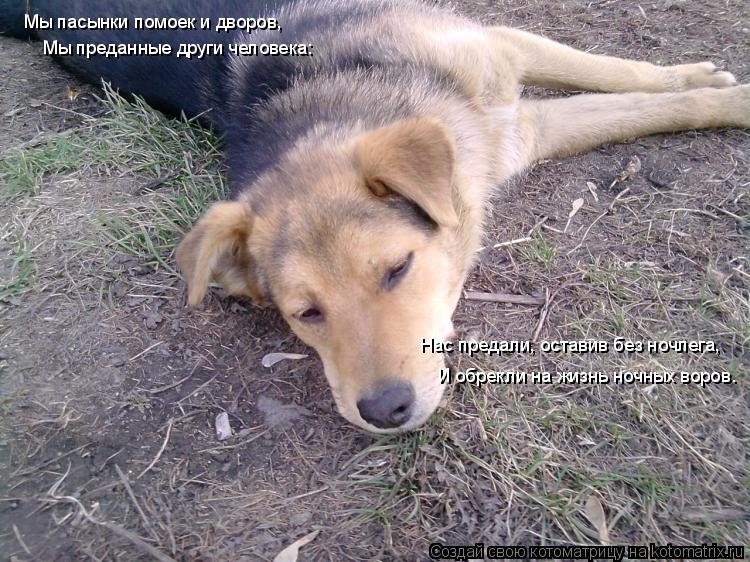 Котоматрица: Мы пасынки помоек и дворов, Мы преданные други человека: Нас предали, оставив без ночлега, И обрекли на жизнь ночных воров.