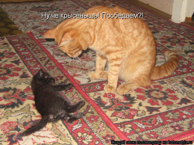 Котоматрица: Ну че крысенышь! Пообедаем?!