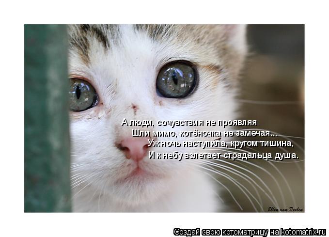 Котоматрица: А люди, сочувствия не проявляя Шли мимо, котёночка не замечая... Уж ночь наступила, кругом тишина, И к небу взлетает страдальца душа.