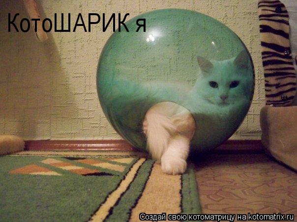 Котоматрица: КотоШАРИК я