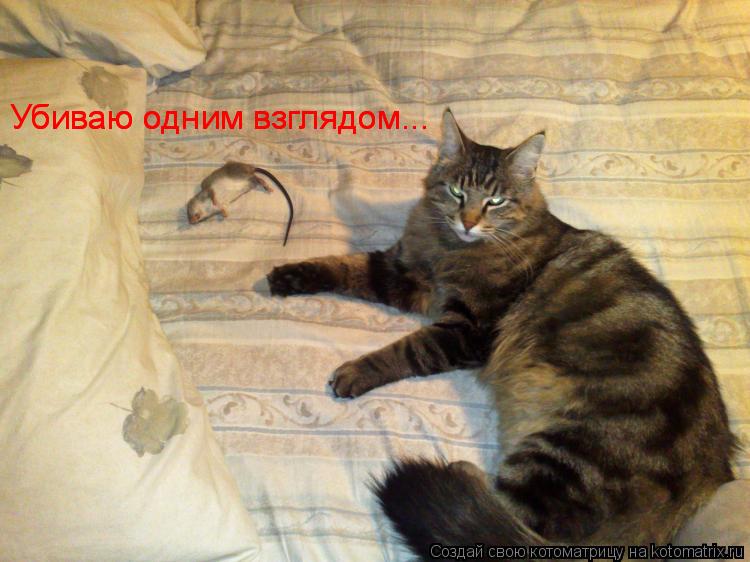 Котоматрица: Убиваю одним взглядом... Убиваю одним взглядом...