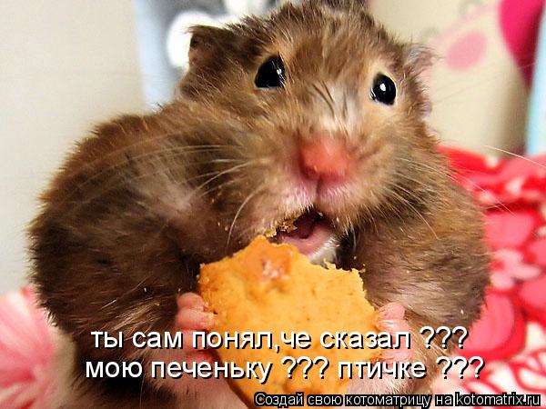 Котоматрица: ты сам понял,че сказал ??? мою печеньку ??? птичке ???