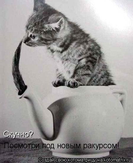Котоматрица: Скучно?  Посмотри под новым ракурсом!
