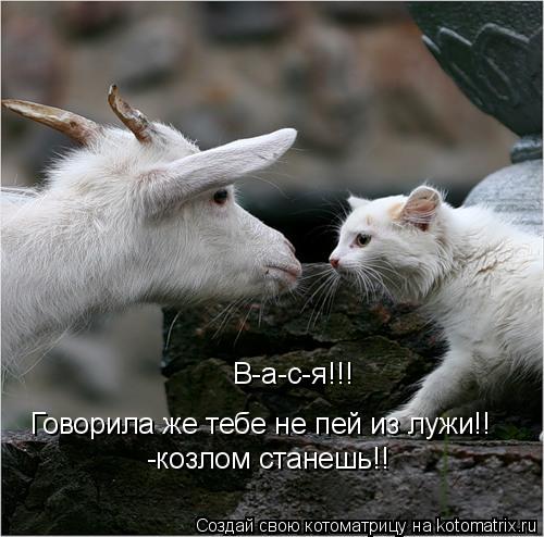 Котоматрица: В-а-с-я!!!  Говорила же тебе не пей из лужи!! -козлом станешь!!