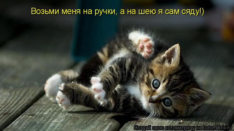 Возьми меня на ручки, а на шею я сам сяду!)... Котоматрица: Возьми меня на ручки, а на шею я сам сяду!)
