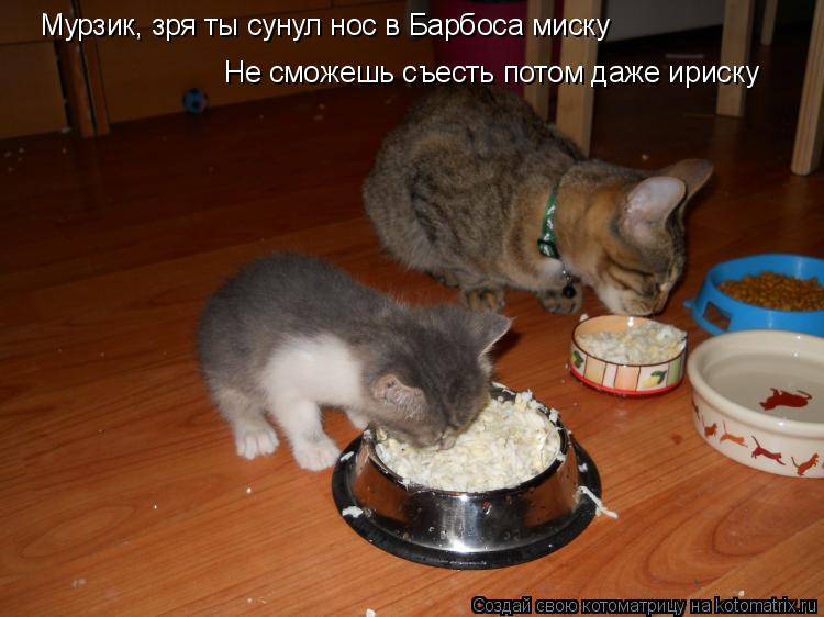 Не сможешь съесть потом даже ириску Мурзик, зря ты сунул нос в Барбоса миску... Котоматрица: Не сможешь съесть потом даже ириску Мурзик, зря ты сунул нос в Барбоса миску