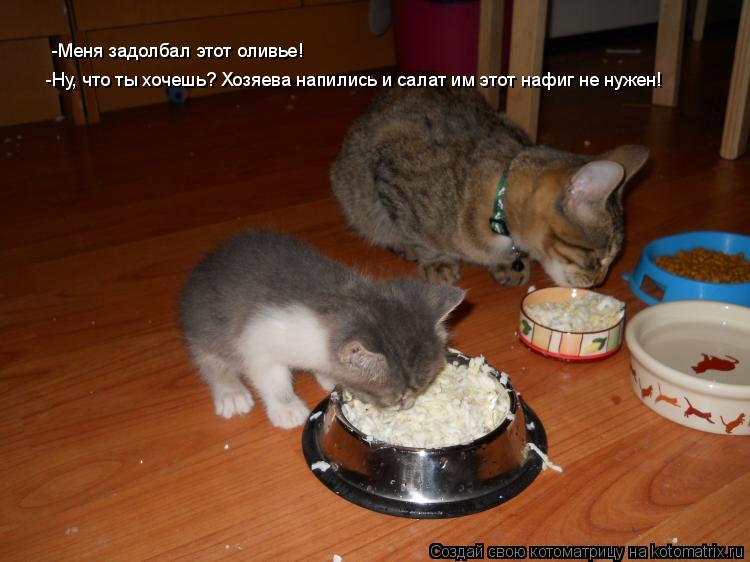 Котоматрица: -Меня задолбал этот оливье! -Ну, что ты хочешь? Хозяева напились и салат им этот нафиг не нужен!