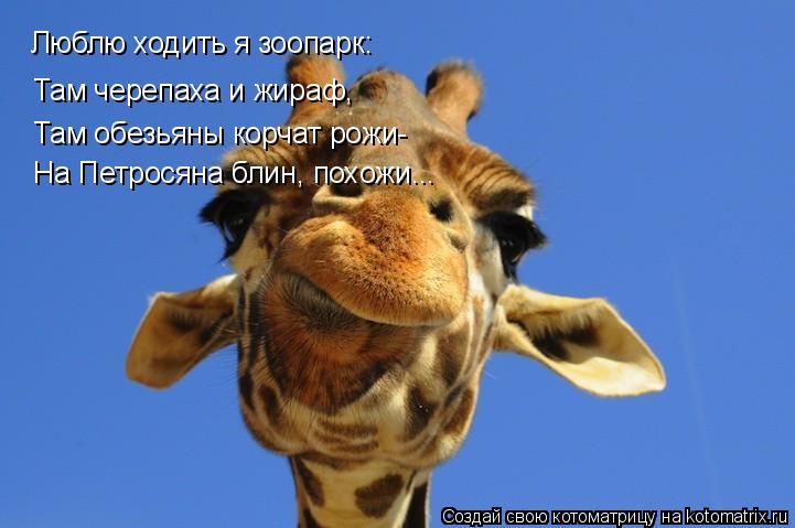 Котоматрица: Люблю ходить я зоопарк: Там черепаха и жираф, Там обезьяны корчат рожи- На Петросяна блин, похожи...