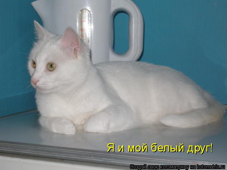 Котоматрица: Я и мой белый друг!