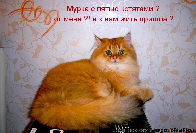 Котоматрица: Мурка с пятью котятами ? от меня ?! и к нам жить пришла ?