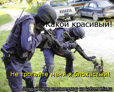 Котоматрица: Серж, смотри какой красивый, дай-ка я его поглажу! Какой красивый! Не трогайте меня я блохастый! Не трогайте меня я блохастый!