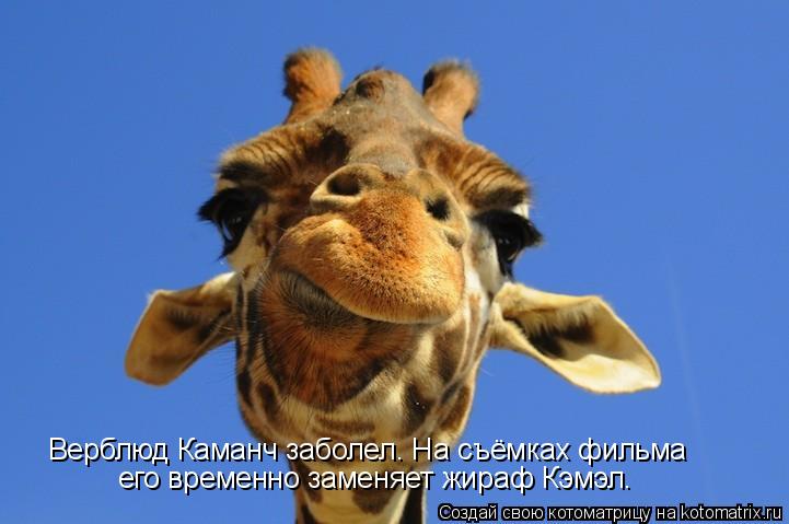 Верблюд Каманч заболел. На съёмках фильма его временно заменяет жираф Кэмэл.... Котоматрица: Верблюд Каманч заболел. На съёмках фильма его временно заменяет жираф Кэмэл.