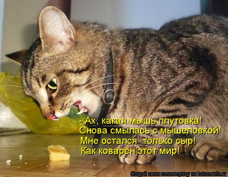 - Ах, какая мышь плутовка! Снова смылась с мышеловкой! Мне остался только сыр! Как коварен этот мир!... Котоматрица: - Ах, какая мышь плутовка! Снова смылась с мышеловкой! Мне остался только сыр! Как коварен этот мир!