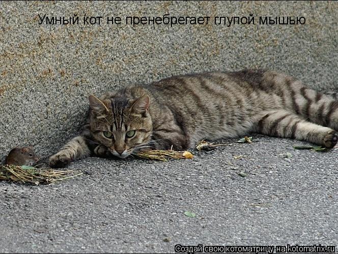 Умный кот не пренебрегает глупой мышью... Котоматрица: Умный кот не пренебрегает глупой мышью