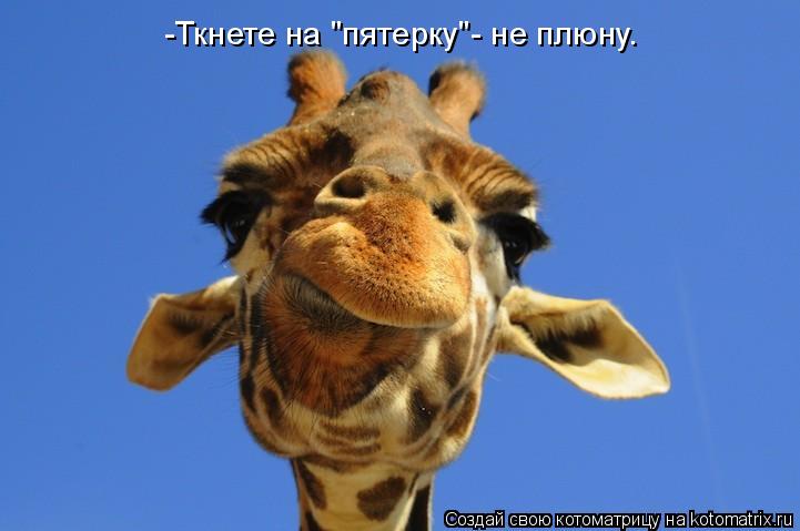 -Ткнете на "пятерку"- не плюну.... Котоматрица: -Ткнете на "пятерку"- не плюну.