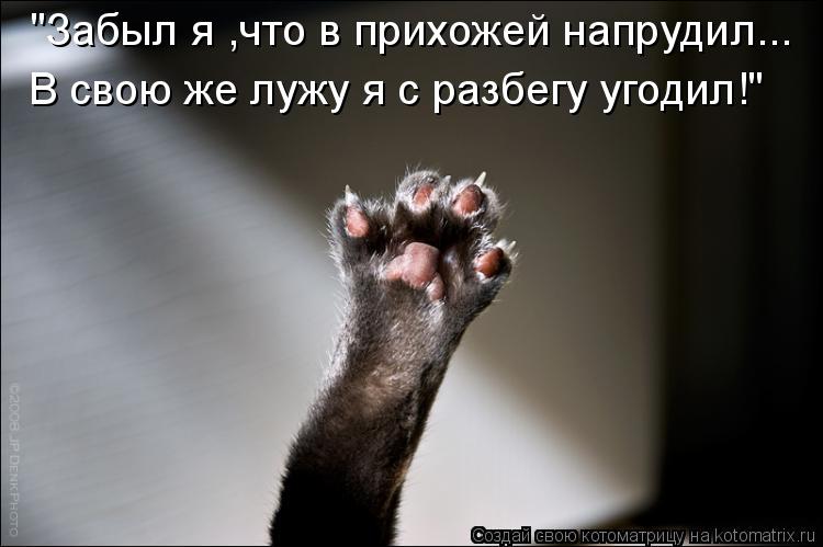"Забыл я ,что в прихожей напрудил... В свою же лужу я с разбегу угодил!"... Котоматрица: "Забыл я ,что в прихожей напрудил... В свою же лужу я с разбегу угодил!"