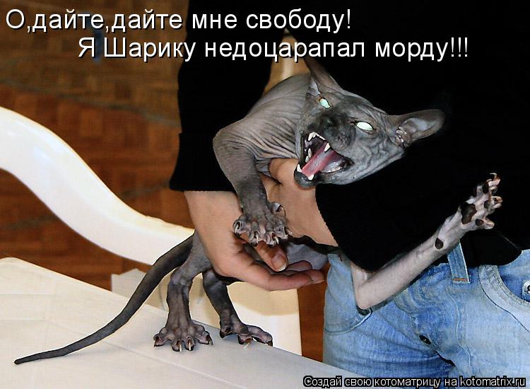 Котоматрица: О,дайте,дайте мне свободу! Я Шарику недоцарапал морду!!!