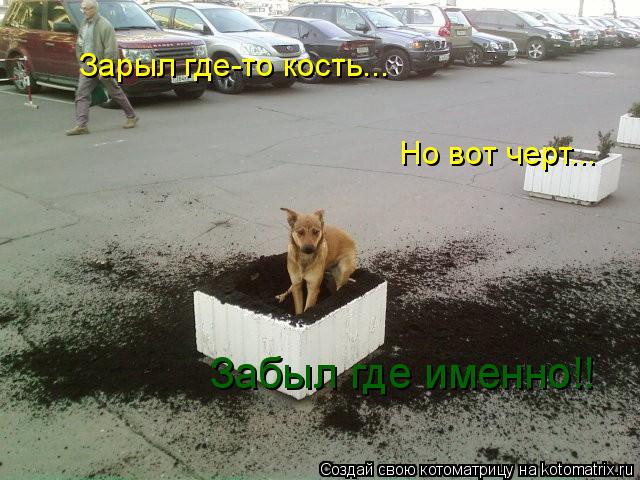 Зарыл где-то кость... Но вот черт... Забыл где именно!!... Котоматрица: Зарыл где-то кость... Но вот черт... Забыл где именно!!