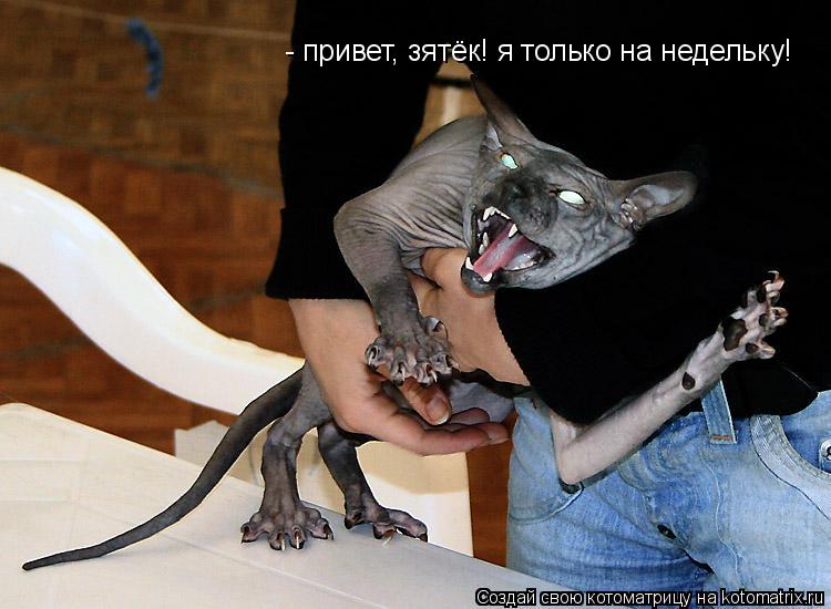 - привет, зятёк! я только на недельку!... Котоматрица: - привет, зятёк! я только на недельку!
