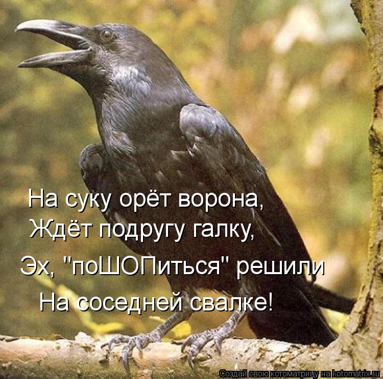 На суку орёт ворона, Ждёт подругу галку, Эх, "поШОПиться" решили На соседней свалке!... Котоматрица: На суку орёт ворона, Ждёт подругу галку, Эх, "поШОПиться" решили На соседней свалке!
