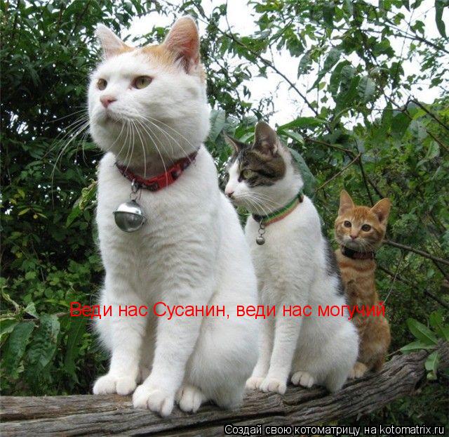 Веди нас Сусанин, веди нас могучий... Котоматрица: Веди нас Сусанин, веди нас могучий