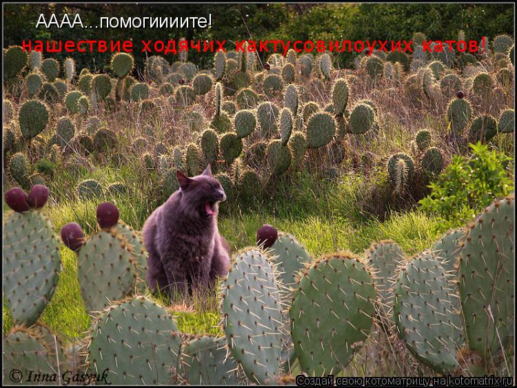 АААА...помогиииите! нашествие ходячих кактусовилоухих катов!... Котоматрица: АААА...помогиииите! нашествие ходячих кактусовилоухих катов!