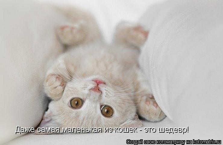 Даже самая маленькая из кошек - это шедевр!... Котоматрица: Даже самая маленькая из кошек - это шедевр!