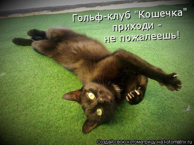 Гольф-клуб "Кошечка" приходи - не пожалеешь!... Котоматрица: Гольф-клуб "Кошечка" приходи - не пожалеешь!
