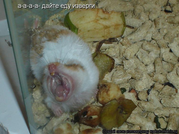 а-а-а-а- дайте еду изверги... Котоматрица: а-а-а-а- дайте еду изверги