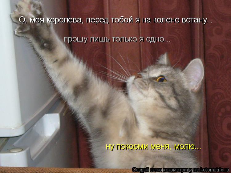 О, моя королева, перед тобой я на колено встану... прошу лишь только я одно... ну покорми меня, молю.... Котоматрица: О, моя королева, перед тобой я на колено встану... прошу лишь только я одно... ну покорми меня, молю...