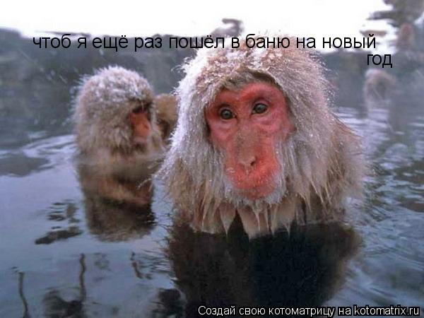 чтоб я ещё раз пошёл в баню на новый год... Котоматрица: чтоб я ещё раз пошёл в баню на новый год