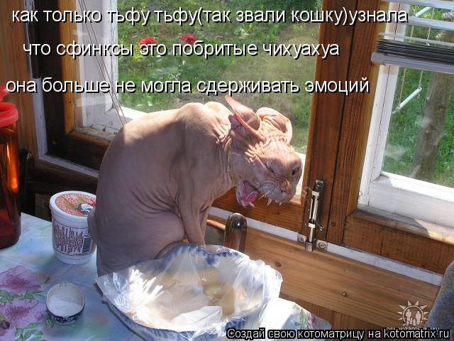 как только тьфу тьфу(так звали кошку)узнала что сфинксы это побритые чихуахуа она больше не могла сде... Котоматрица: как только тьфу тьфу(так звали кошку)узнала что сфинксы это побритые чихуахуа она больше не могла сдерживать эмоций