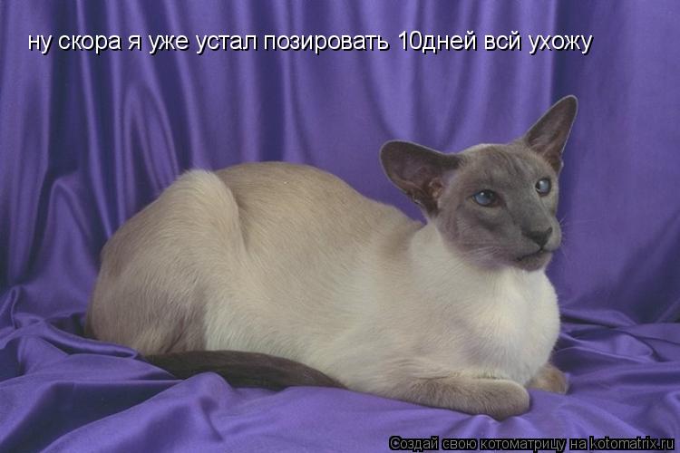 ну скора я уже устал позировать 10дней всй ухожу... Котоматрица: ну скора я уже устал позировать 10дней всй ухожу