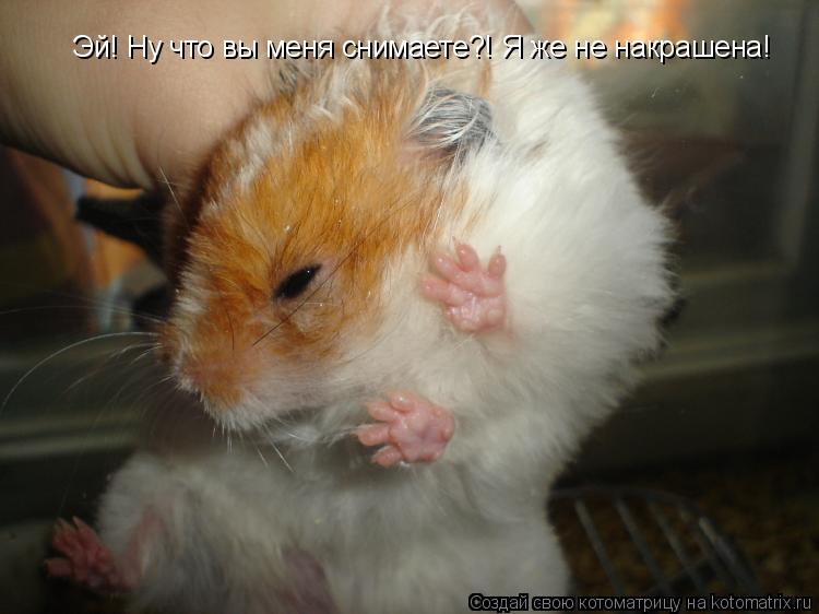 Эй! Ну что вы меня снимаете?! Я же не накрашена!... Котоматрица: Эй! Ну что вы меня снимаете?! Я же не накрашена!