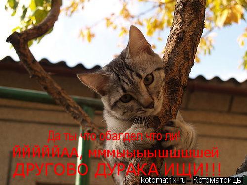 Да ты что обалдел что ли! ЙЙЙЙЙАА, мммыыыышшшшей ДРУГОВО ДУРАКА ИЩИ!!!... Котоматрица: Да ты что обалдел что ли! ЙЙЙЙЙАА, мммыыыышшшшей ДРУГОВО ДУРАКА ИЩИ!!!