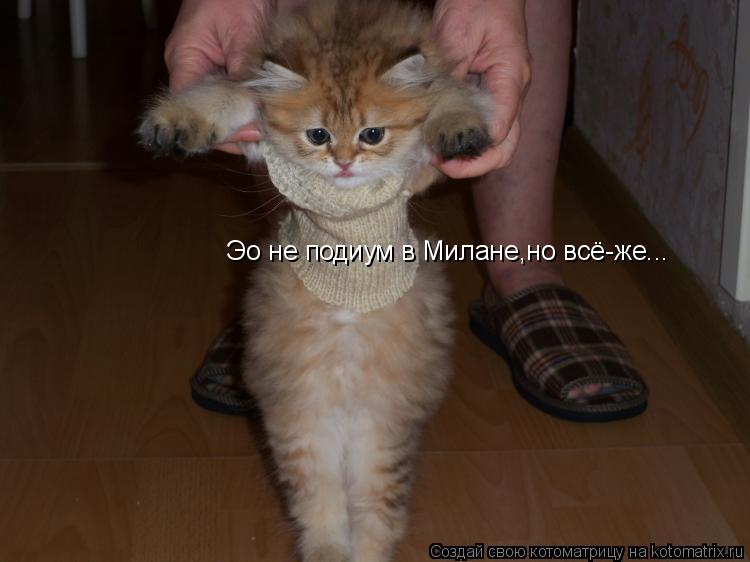 Эо не подиум в Милане,но всё-же...... Котоматрица: Эо не подиум в Милане,но всё-же...