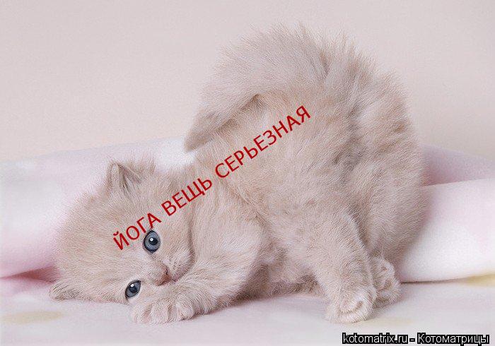ЙОГА ВЕЩЬ СЕРЬЕЗНАЯ... Котоматрица: ЙОГА ВЕЩЬ СЕРЬЕЗНАЯ
